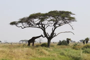 Fototapeten Beautiful Animals Game of Africa – Giraffe © Markus S.