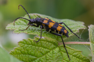 Leptura quadrifasciata – Baldurek pręgowany