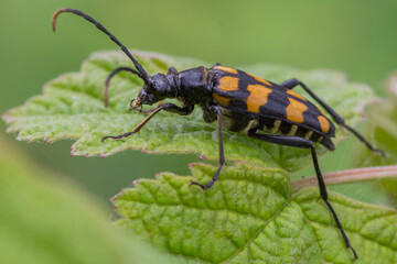 Leptura quadrifasciata – Baldurek pręgowany