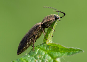 COLEOPTERA – CHRZĄSZCZE