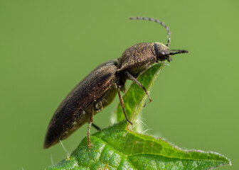 COLEOPTERA – CHRZĄSZCZE