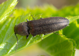 Hylobius transversovittatus – Szeliniak korzeniowiec