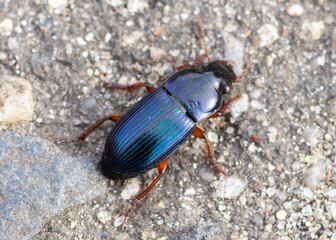 COLEOPTERA – CHRZĄSZCZE