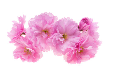 sakura flowers isolated