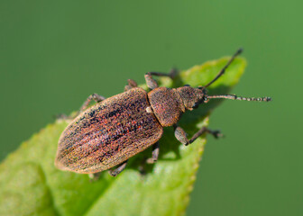 COLEOPTERA – CHRZĄSZCZE