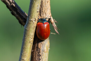 Chrysomela populi – Rynnica topolowa © patrycjaskupinska