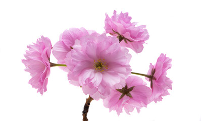 sakura flowers isolated © ksena32