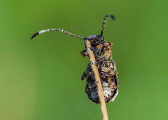 Platystomos albinus – Kobielatka siwak