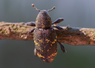 Hylobius transversovittatus – Szeliniak korzeniowiec