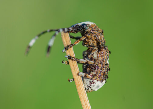 Platystomos albinus &ndash; Kobielatka siwak