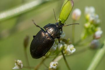 COLEOPTERA – CHRZĄSZCZE