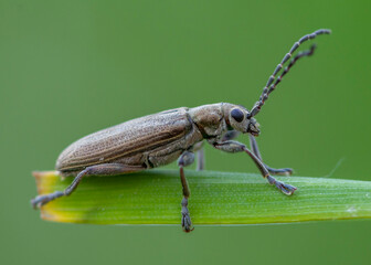 Donaciella cinerea – Rzęsielnica pałkówka