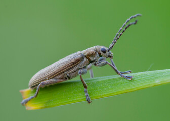 Donaciella cinerea – Rzęsielnica pałkówka