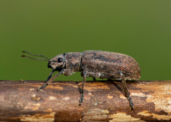 COLEOPTERA – CHRZĄSZCZE