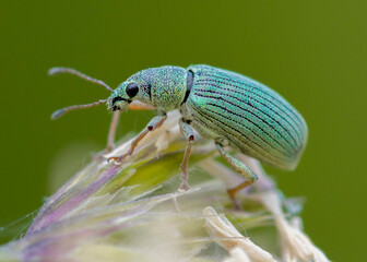 COLEOPTERA – CHRZĄSZCZE