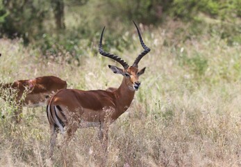 Naklejka na ściany i meble Beautiful Animals Game of Africa – Impala Antelope