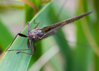 Ephemeroptera – Jętki