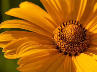 Closeup macro of bright yellow flower of false sunflower (Heliopsis helianthoides var.scabra). Horizontal summer background, top view