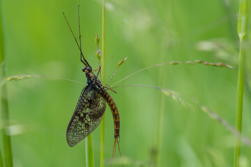 Ephemeroptera – Jętki
