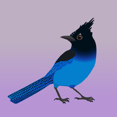 An illustration of a Steller's jay. The bird is cut out on a purple lilac gradient background
