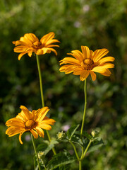 A close up of three yellow Heliopsis helianthoides flowers with shallow depth of field and copy space, selective focus. Vertical summer backdrop, side view