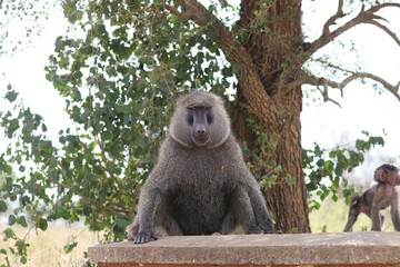 Beautiful Animals Game of Africa – Baboons