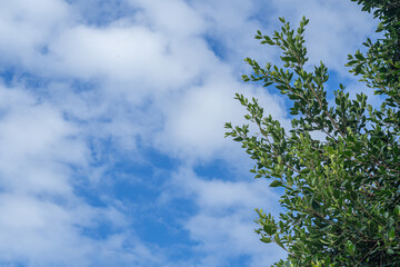 The green foliage of trees against blue sky and clouds. Spring or summer day. Space for text