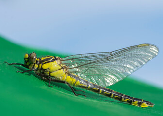 Gomphus vulgatissimus – Gadziogłówka pospolita © patrycjaskupinska