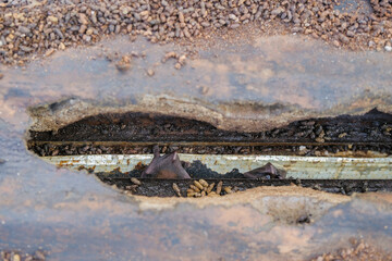 Bats make nests under the cover of the roof rafters of residential houses