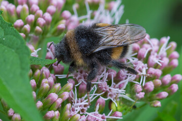 HYMENOPTERA – BŁONKOSKRZYDŁE