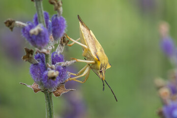 HEMIPTERA – PLUSKWIAKI