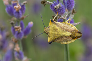 HEMIPTERA – PLUSKWIAKI