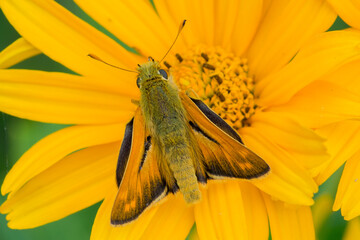 LEPIDOPTERA – MOTYLE © patrycjaskupinska
