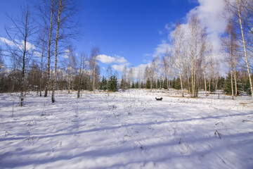 Winter landscape. Little black dog walking in cold sunny day.