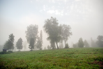 Obraz na płótnie Canvas Widok oświetlonej polany we mgle z różnymi gatunkami drzew