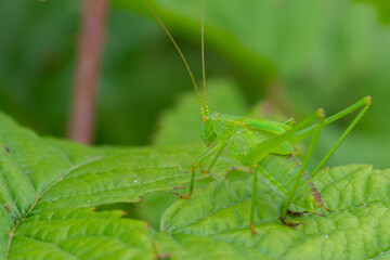 ORTHOPTERA – PROSTOSKRZYDŁE