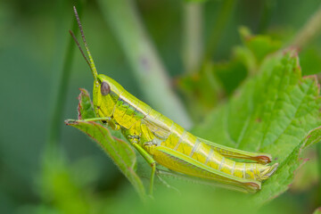 ORTHOPTERA – PROSTOSKRZYDŁE
