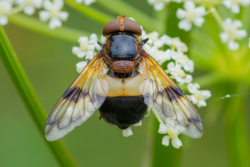 Volucella pellucens – Trzmielówka leśna © patrycjaskupinska