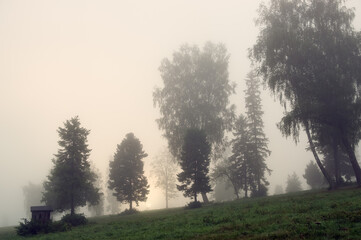 Widok oświetlonej polany we mgle z różnymi gatunkami drzew