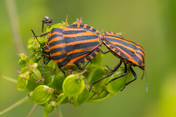 HEMIPTERA – PLUSKWIAKI