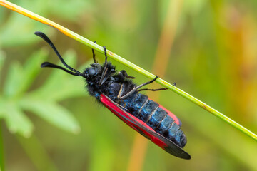 Zygaena minosZygaena purpuralis – Kraśnik biedrzeniowiecKraśnik purpuraczek