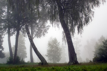 Widok oświetlonej polany we mgle z różnymi gatunkami drzew