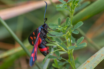 Zygaena ephialtes – Kraśnik goryszowiec