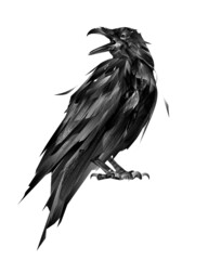 drawn sitting bird raven on white background