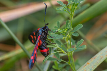 Zygaena ephialtes – Kraśnik goryszowiec