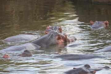 Beautiful Animals Game of Africa – Hippopotamus