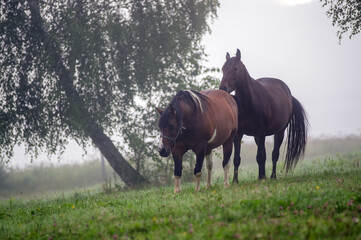 Dwa konie na polanie we mgle - obrazy, fototapety, plakaty