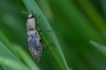COLEOPTERA – CHRZĄSZCZE