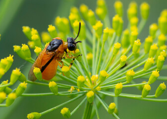 Athalia spp. – Gnatarze