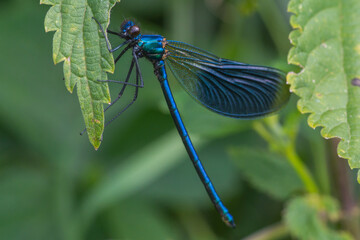 Calopteryx splendens – Świtezianka błyszcząca © patrycjaskupinska